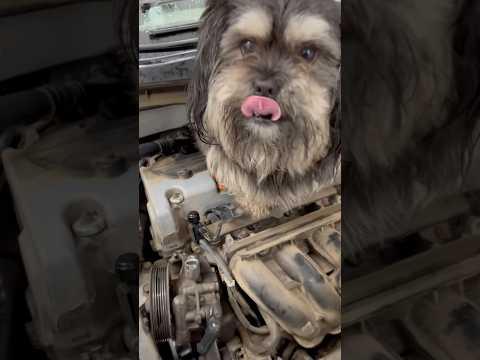 How to Replace the Power Steering Pump on a 1998-2017 Honda Accord (Engine: V6 3.5L)