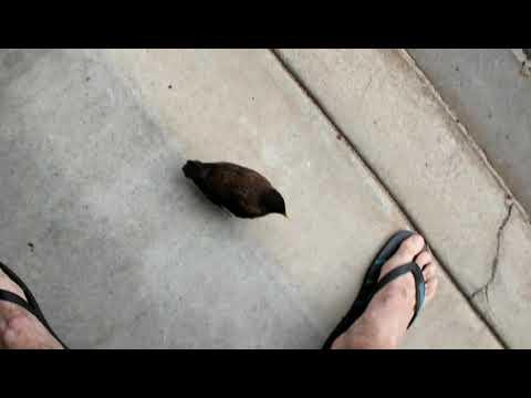 Jeep Grand Cherokee WK2 diesel alternator