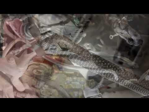 2017 Nissan 3.5 Timing chain replacement