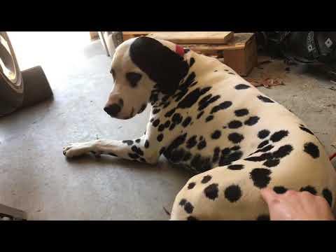 How to Change Manual Transmission Fluid on a 2018 Dodge Challenger (6-Speed)