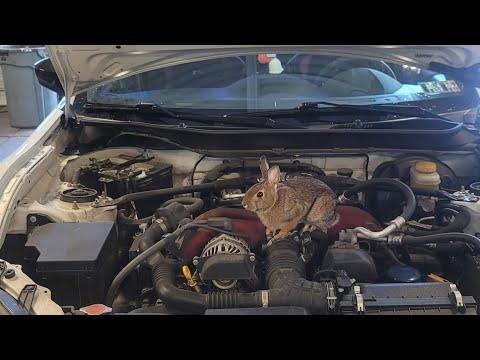 2013-2020 Subaru BRZ lower front lower control arm and ball joint replacement